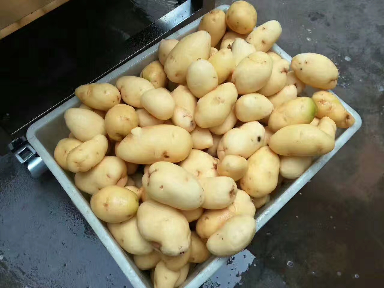 清洗去皮机 土豆清洗去皮机 莲藕清洗去皮机(图4) 清洗去皮机 土豆清洗去皮机 莲藕清洗去皮机(图4)