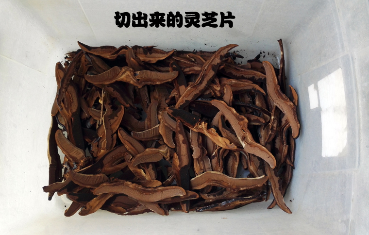 YQC1000平头切菜机 年糕灵芝切片机 蔬菜切段机(图2)